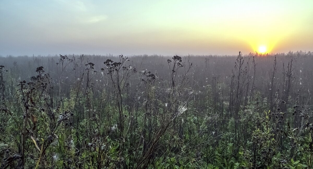 Паутинное  царство - Валерий Иванович