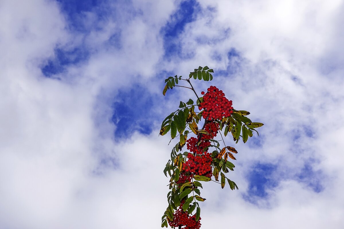 Осенний привет - Валерий Иванович