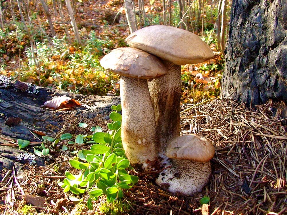 Осеннее трио обабков! - Владимир 