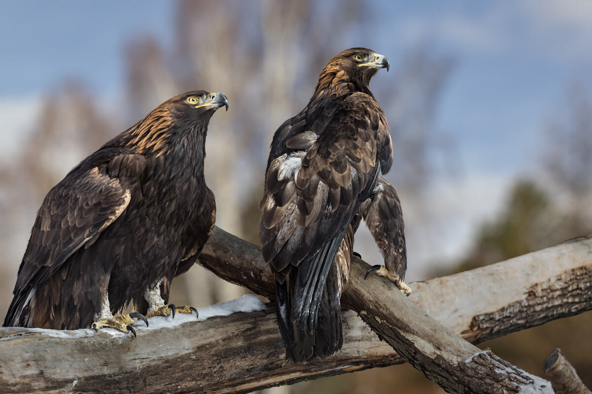 Беркут - SanSan 