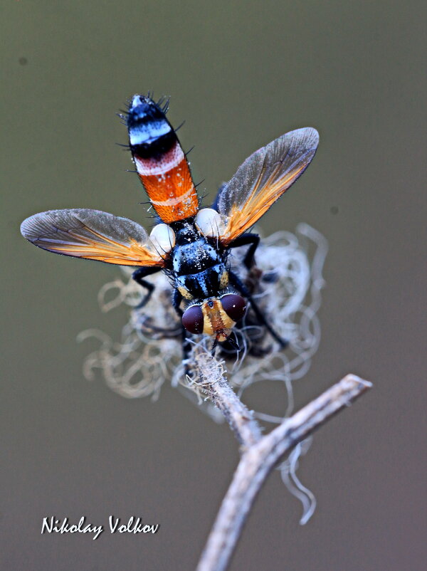 Муха жужа - Николай Волков