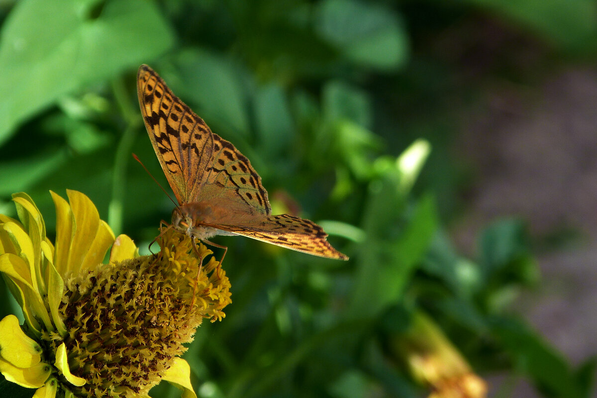 Бабочка и цветок - Валентин Семчишин