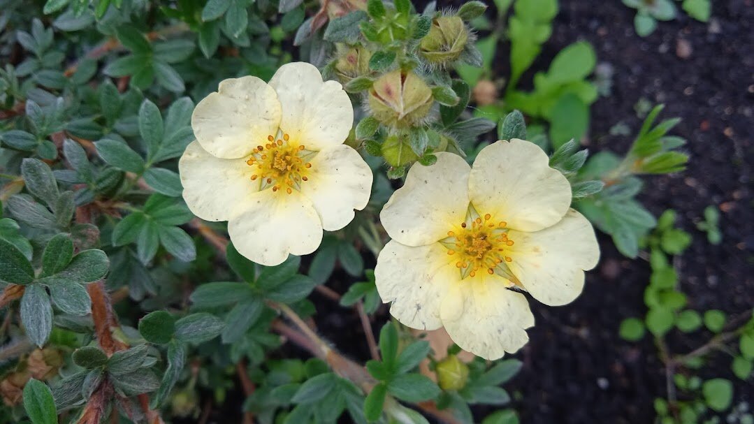 шиповник - Елена Шаламова