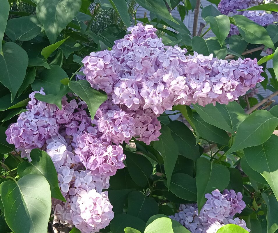 про май - Елена Шаламова