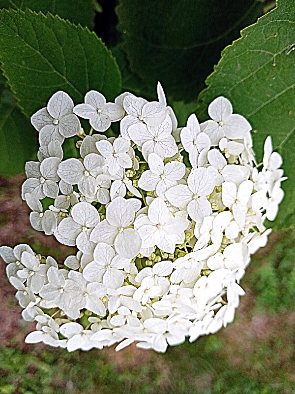 Цветы. - Владимир Драгунский Цветы. - Владимир Драгунский