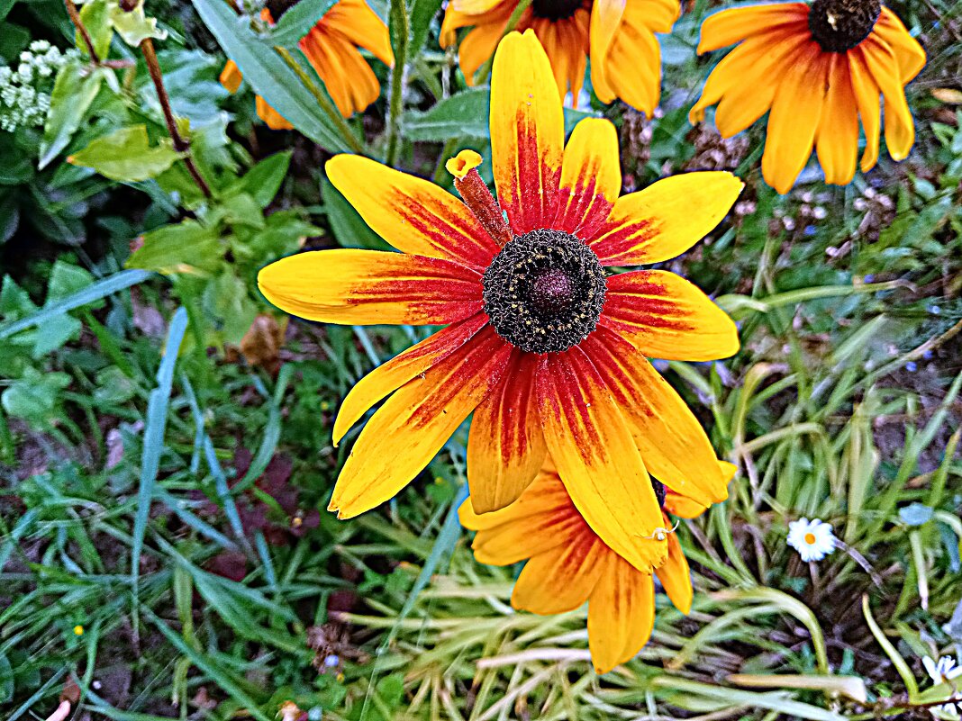 Цветы. - Владимир Драгунский