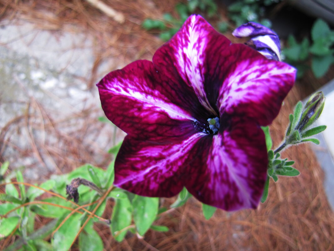 Красавица - Людмила Смородинская