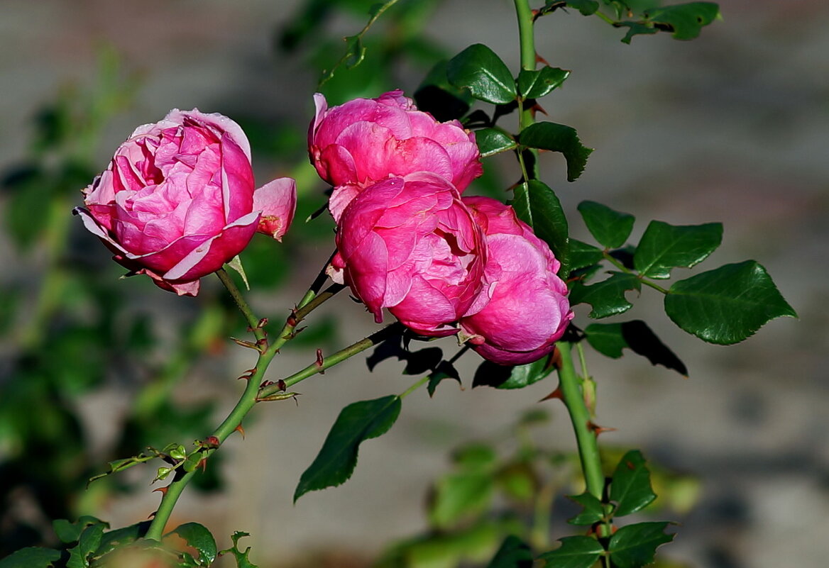 Про розы Сентября... - Николай Саржанов