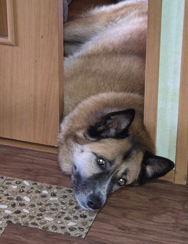 Подглядывающая голова - Ильченций 