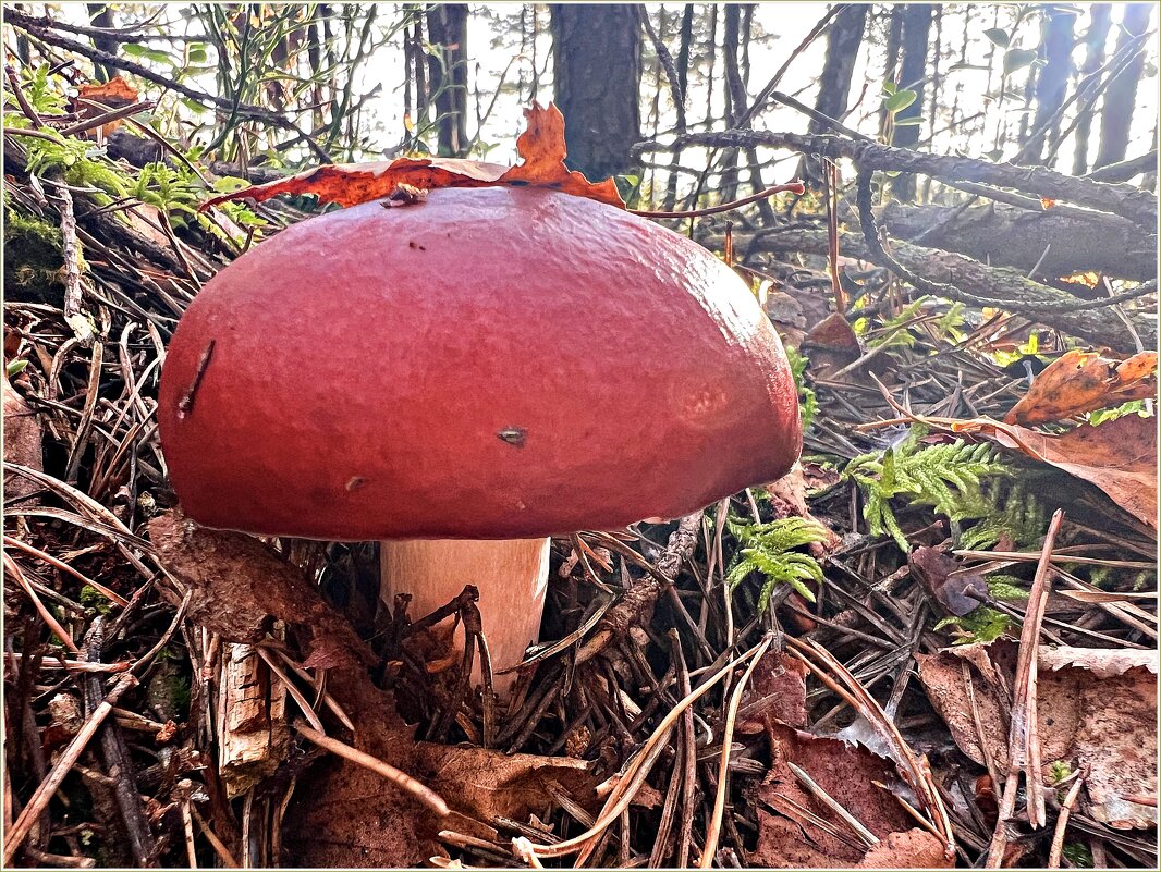 Сыроежка. - Валерия Комова