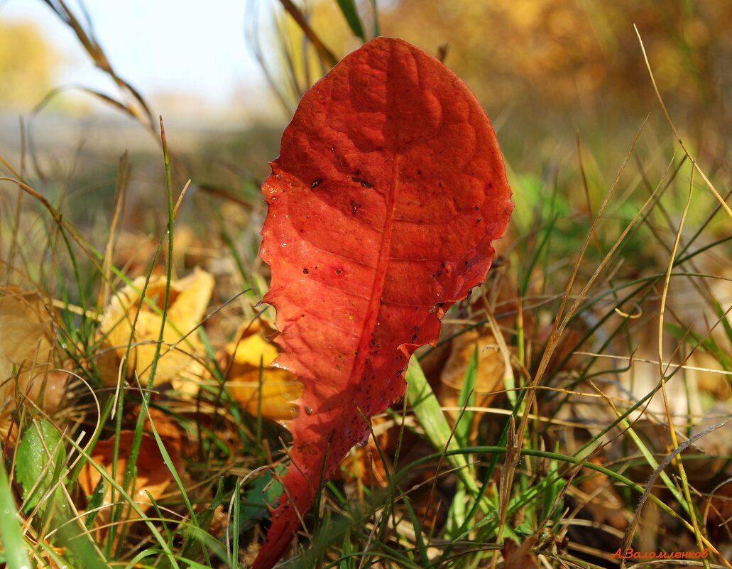 Мотивы конца сентября... - Андрей Заломленков