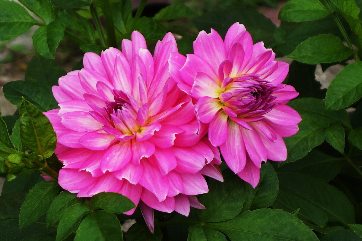 Георгина - Рита Симонова