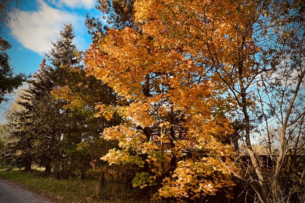 Осень - Натали Королева