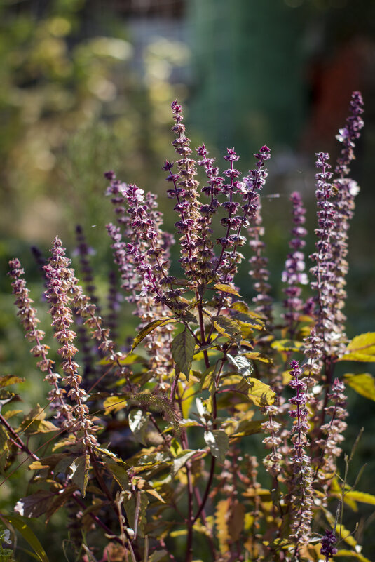 Базилик - Тамара Федорова