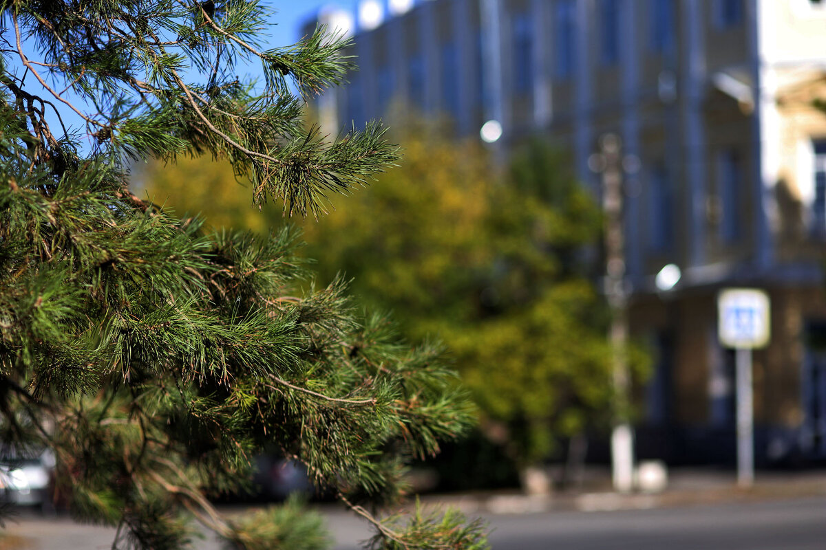 Сосна не готовится  к зиме - Юрий Гайворонскiий