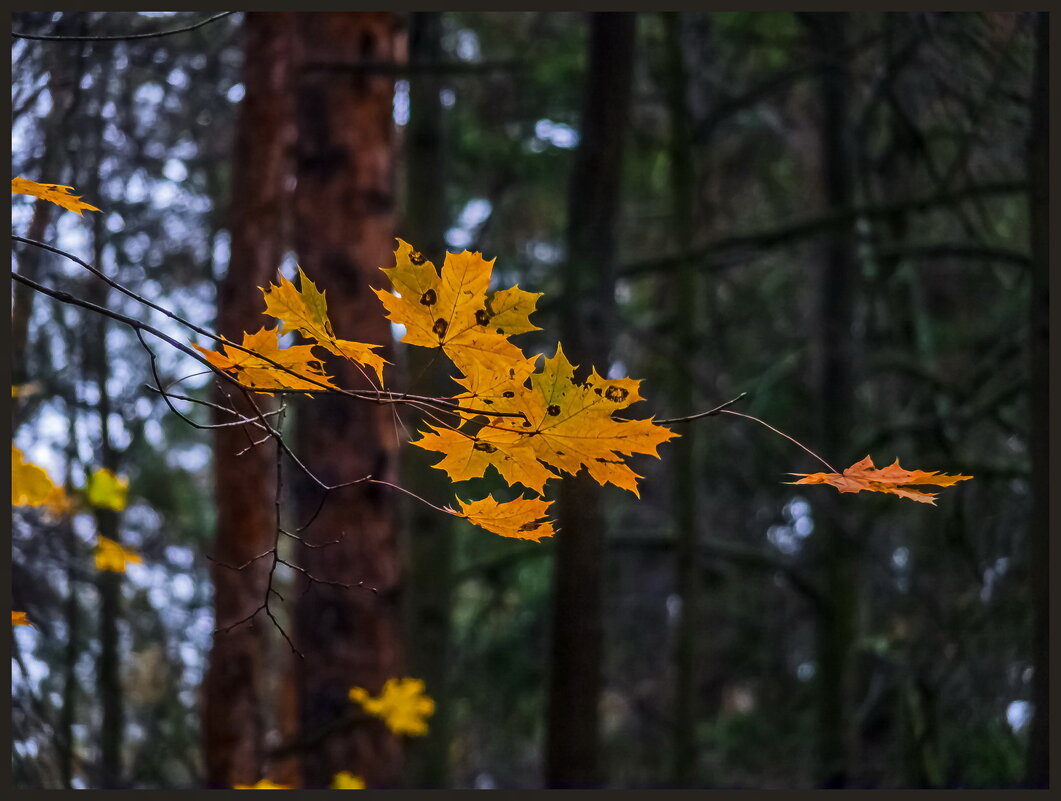 Сентябрь - Наталья Rosenwasser