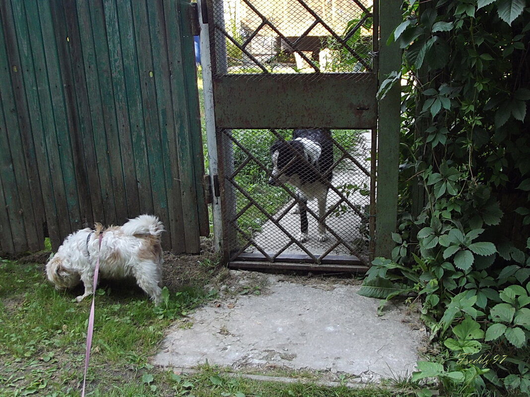 Из жизни собак - Freddy 97