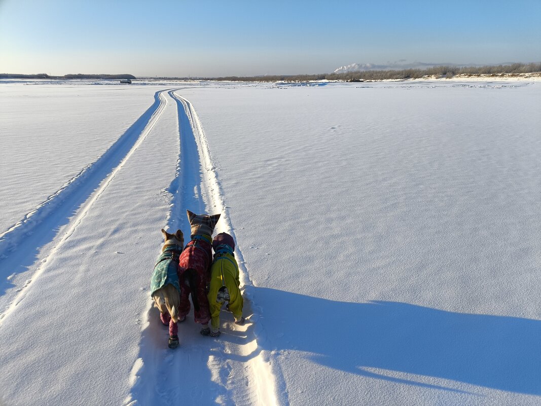Результат нарушения ПДД - Anna Ivanova Результат нарушения ПДД - Anna Ivanova