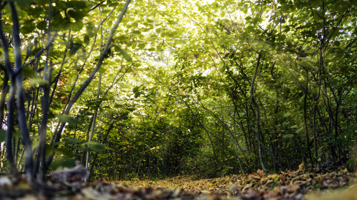 Арка в лесу - sorovey Sol