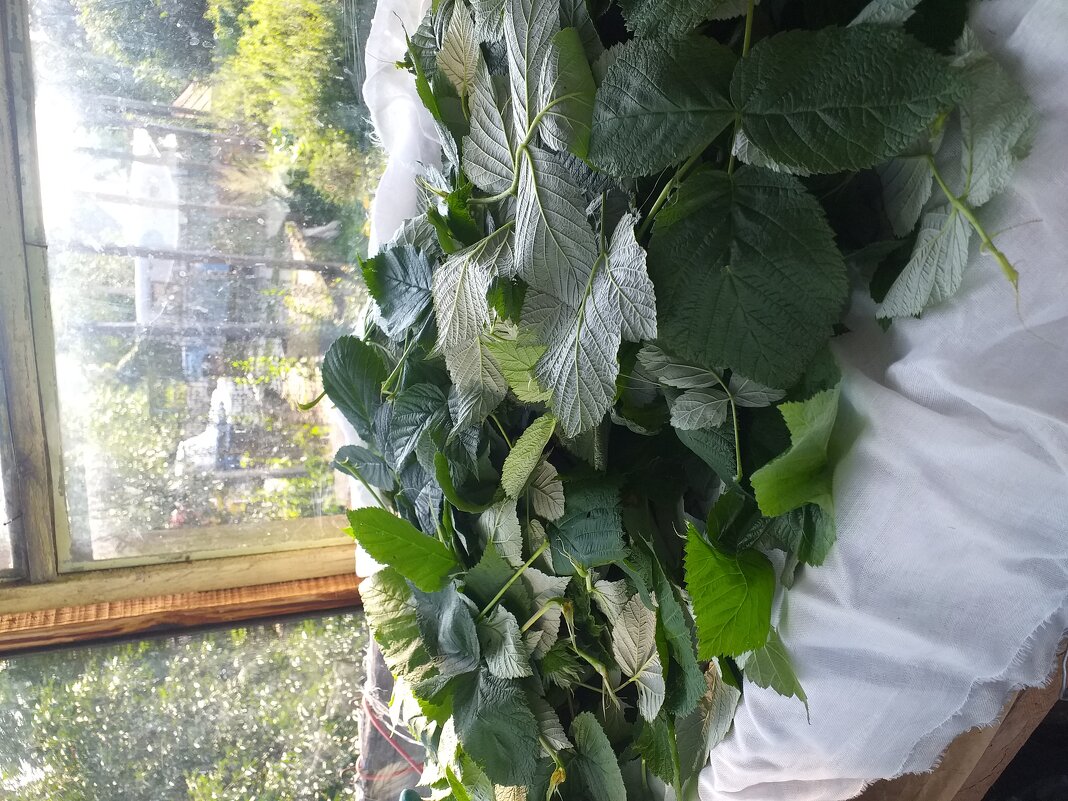 сушим листья малины - Галина Флора