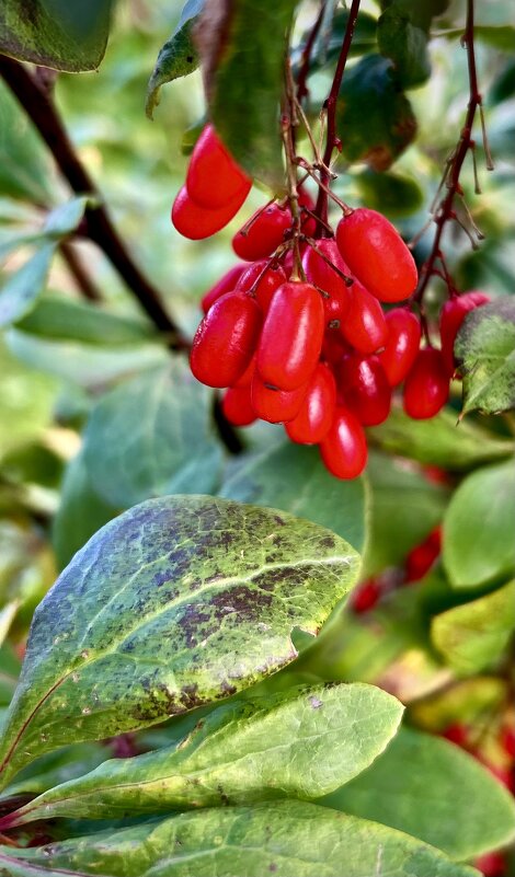 Осень… - VADIM *****