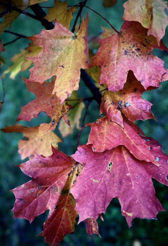 Краски Осени - VADIM *****