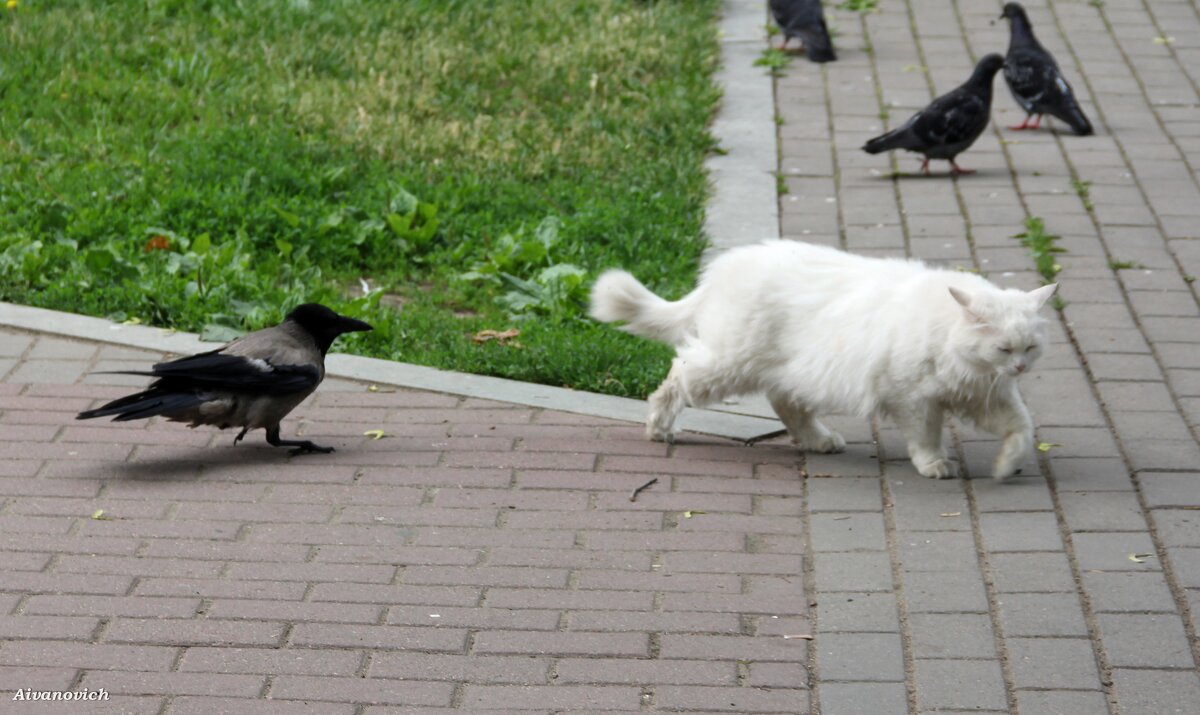 Это моя территория, вали отсюда, котяра. - Андрей Андреев Андреев