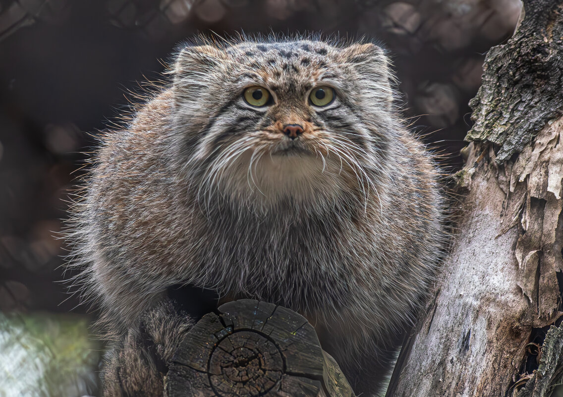 Манул - Михаил Измайлов