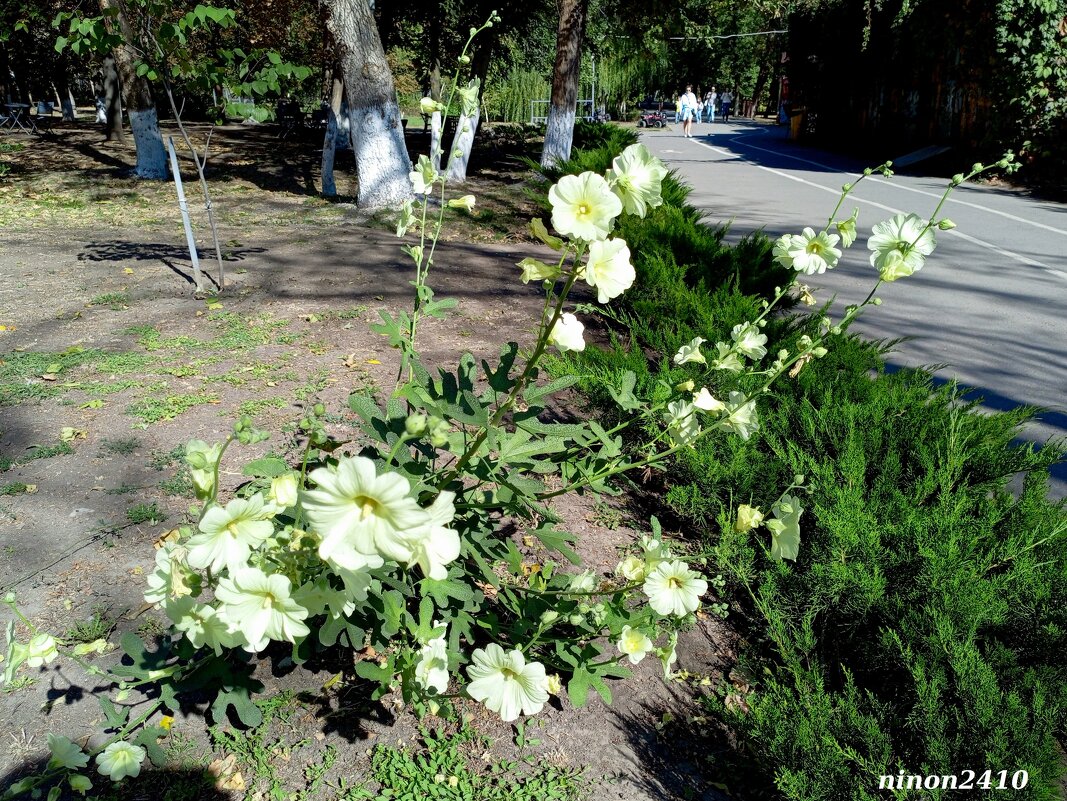 Осень в парке Октября - Нина Бутко