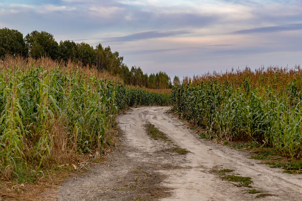 Дорога через кукурузу - Александр 