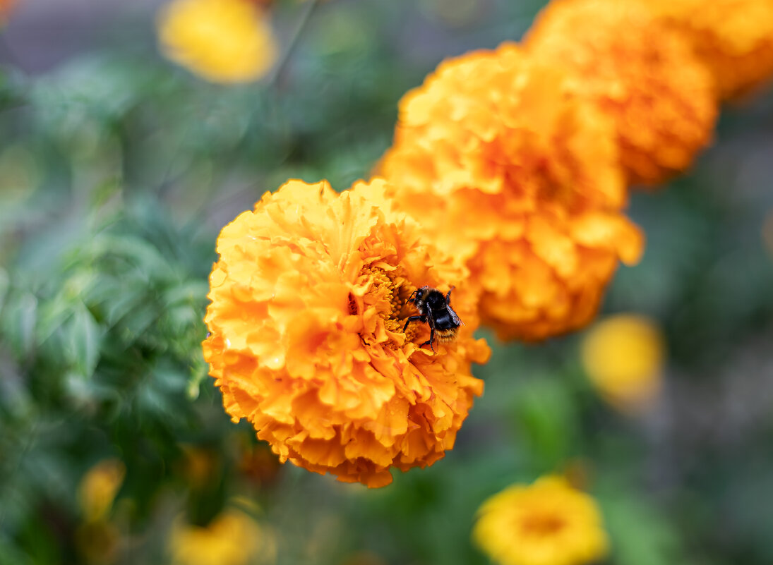 С пчёлкой - Александр 