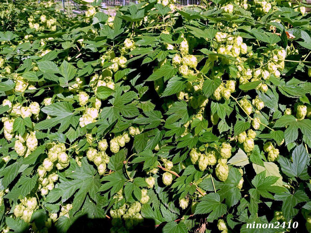Осень в парке Октября - Нина Бутко