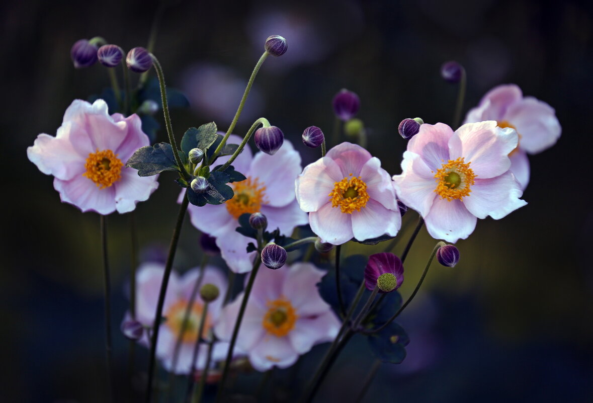 анемоны - Михаил Бибичков