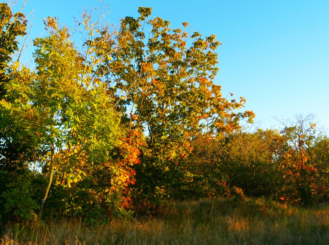 Позолотило вечернее солнце листья клёнов - Aida10 