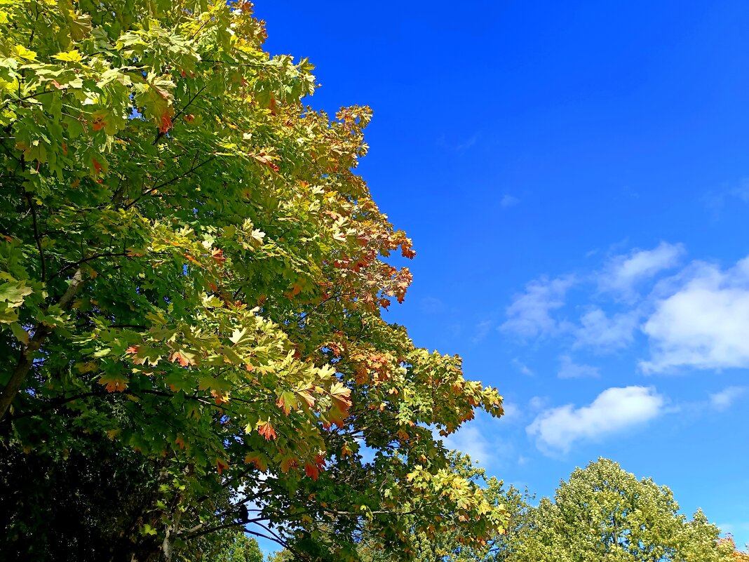 Первые приметы осени - Мария Васильева