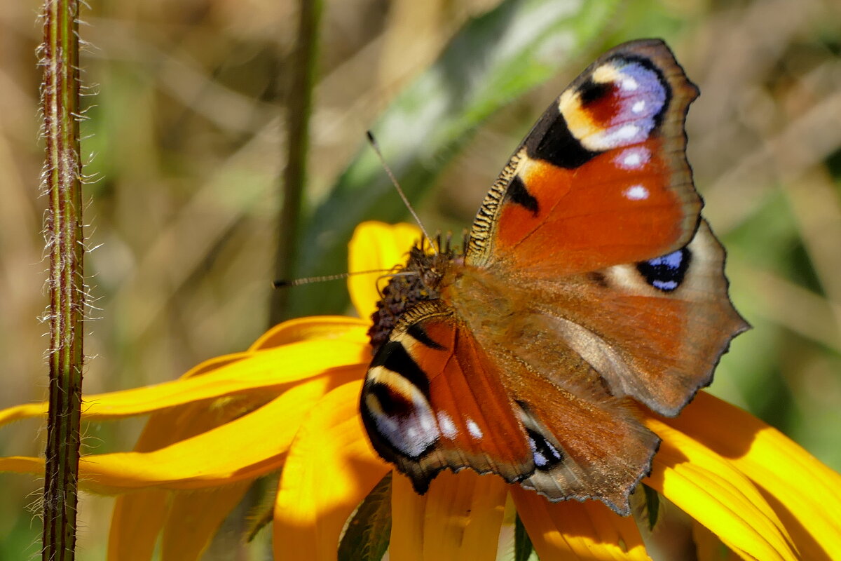опять про бабочек 20 - Александр Прокудин