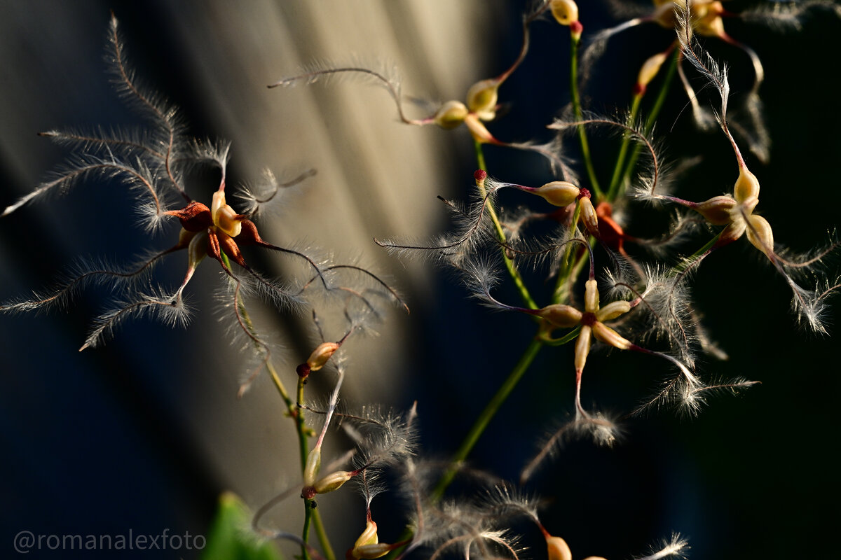 Клематис - Роман Алексеев