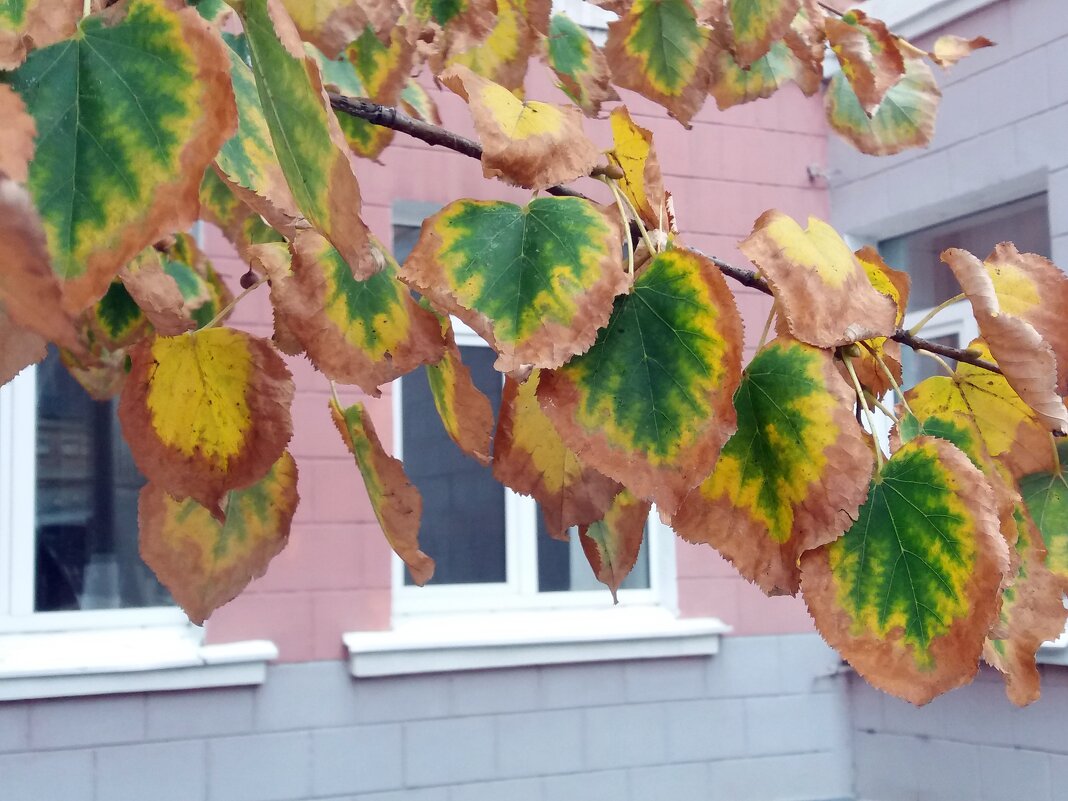 Краски осени - Galina Solovova