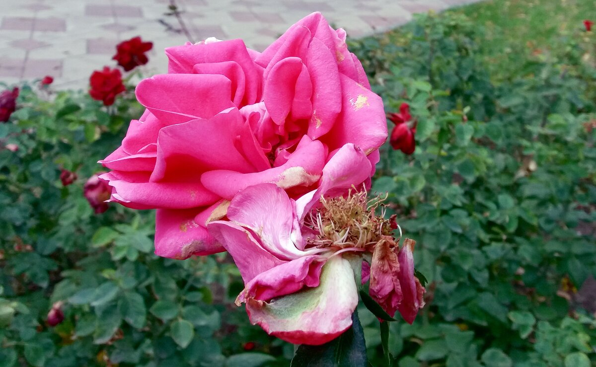 Последние розы осени - Galina Solovova