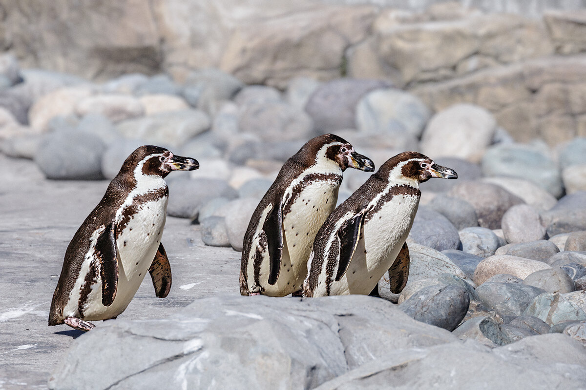 Пингвин - SanSan 