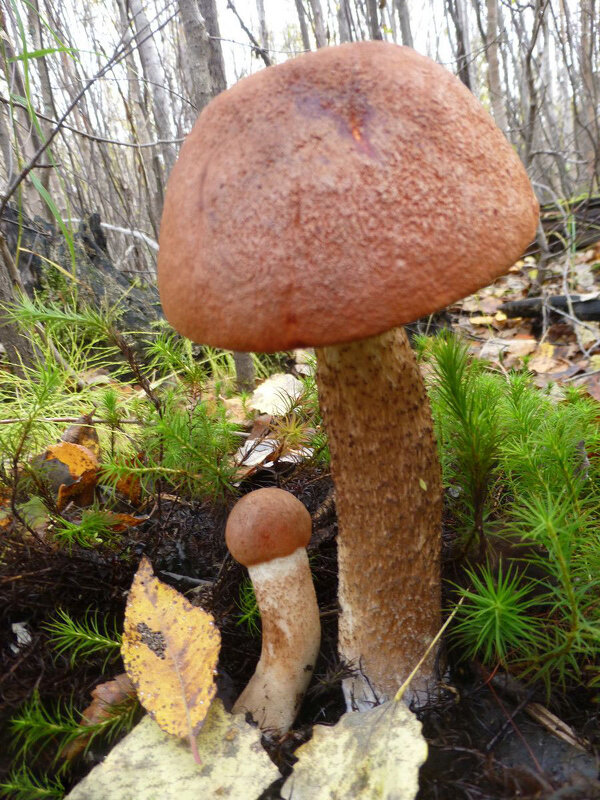 Осень..Гриб-мальчик с папой! - Владимир 