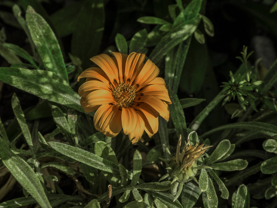 Цветок  Гацания - Валентин Семчишин