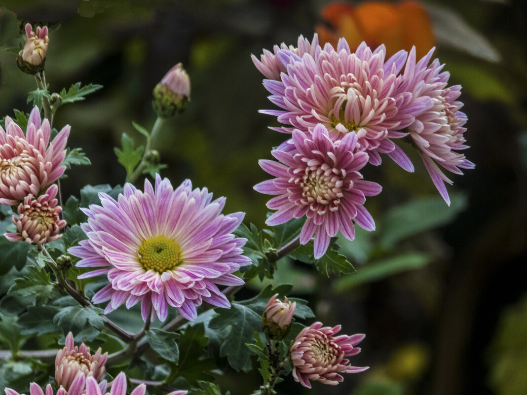 Розовые  Хризантемы - Валентин Семчишин