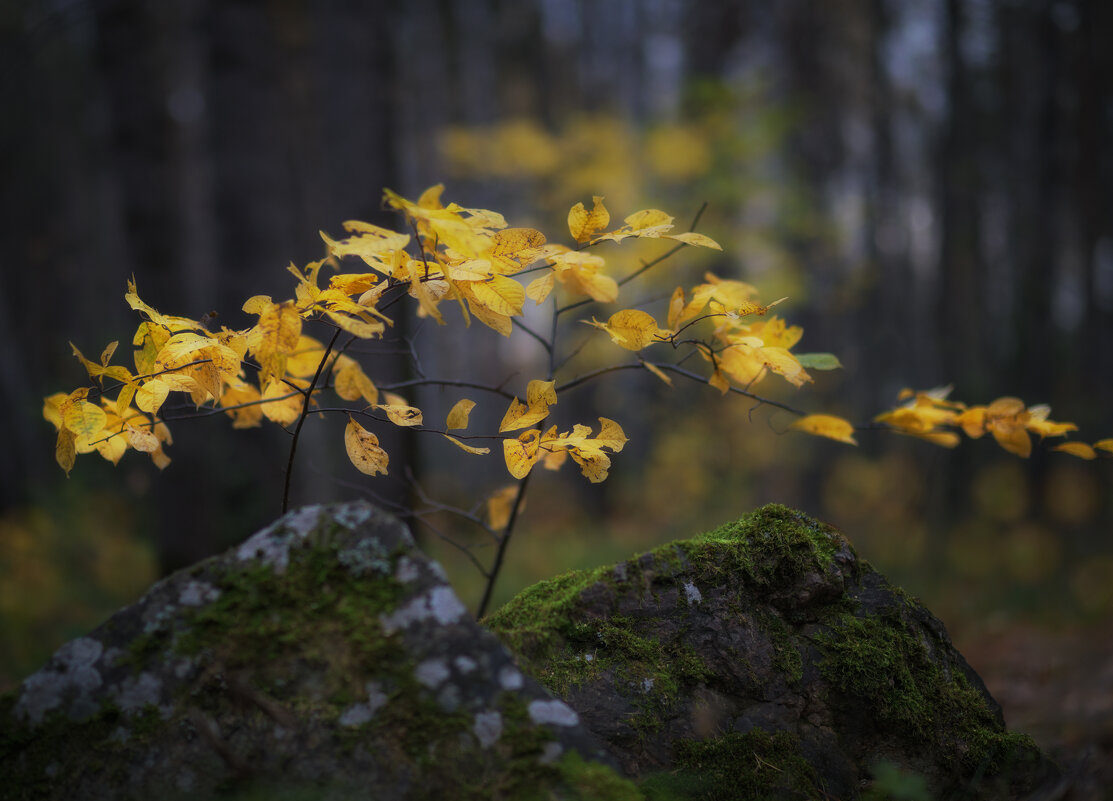 * - Александр Иванов