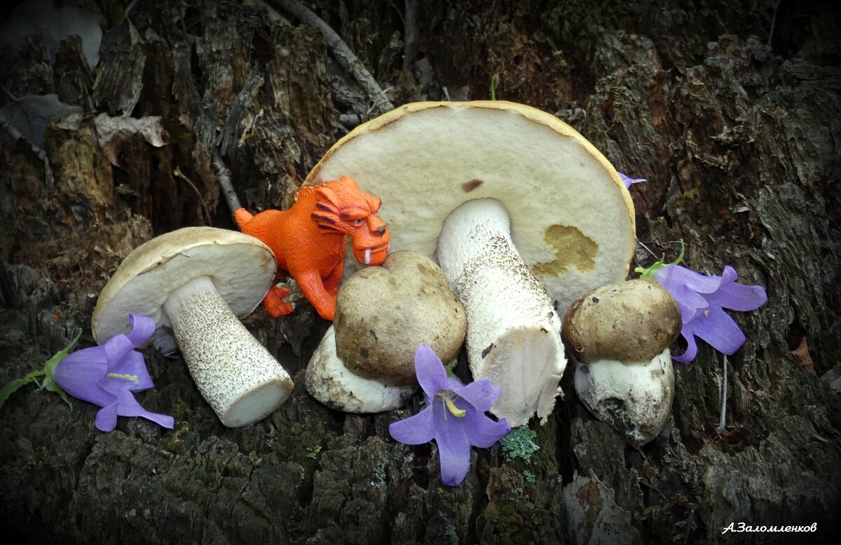 Про грибные натюрморты осени... - Андрей Заломленков