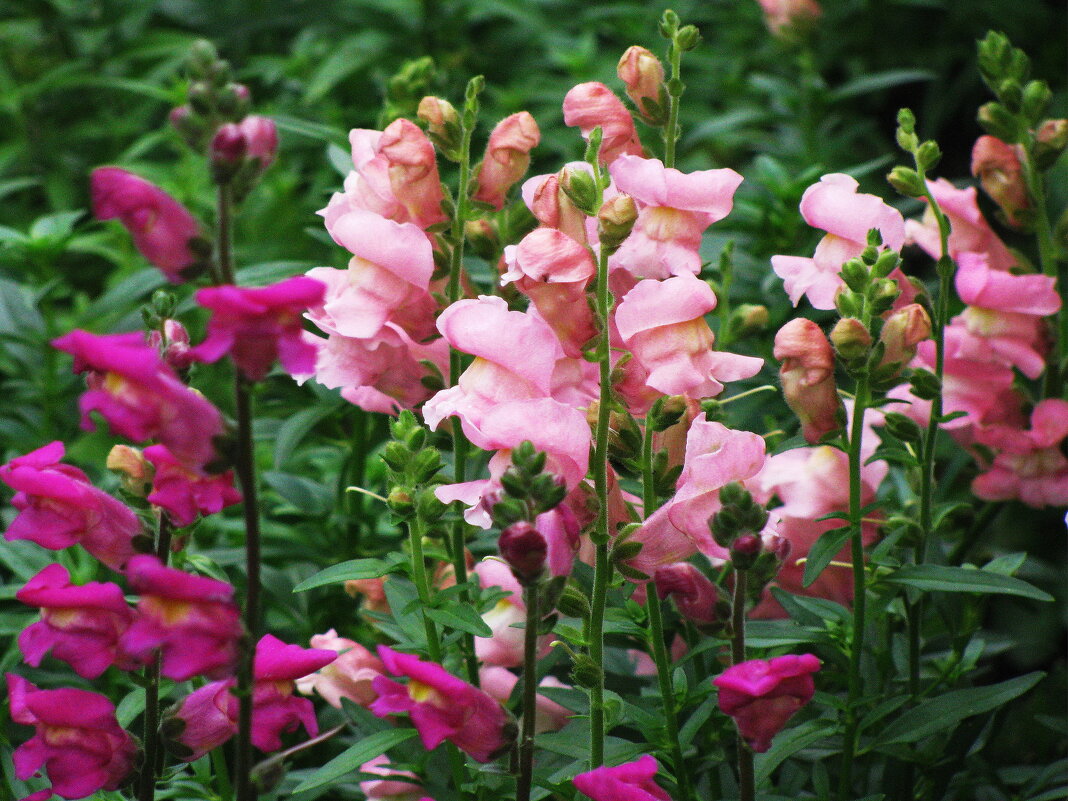 Львиный зев - Людмила Смородинская Львиный зев - Людмила Смородинская
