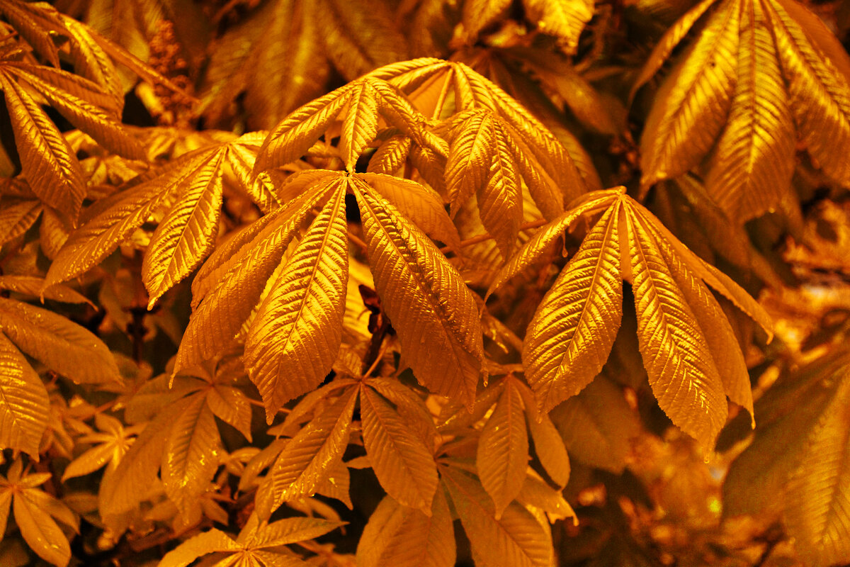 Золотые листья каштана - Александр Лычагин Золотые листья каштана - Александр Лычагин