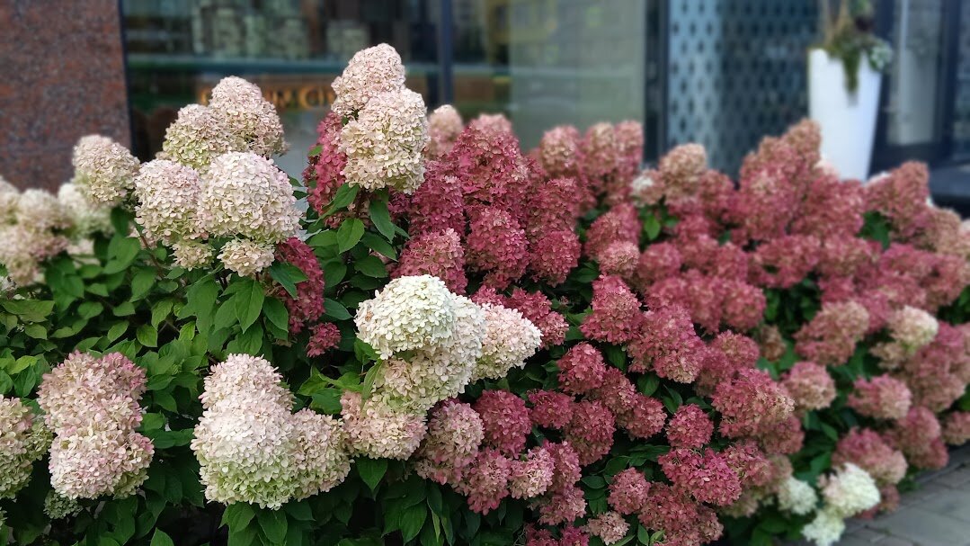 Екатеринбург - Елена Шаламова