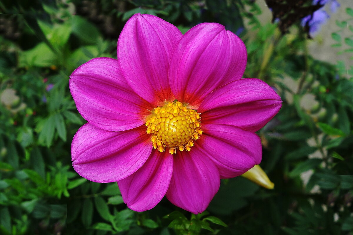 Георгины Веселые ребята - Рита Симонова