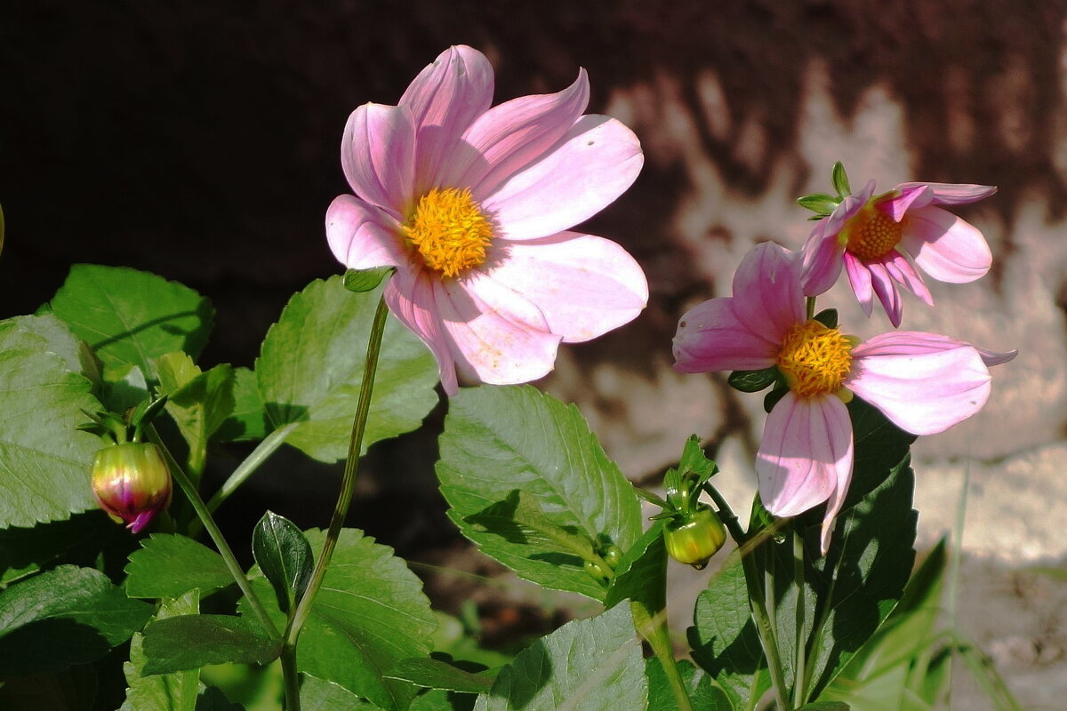 Георгины Веселые ребята - Рита Симонова